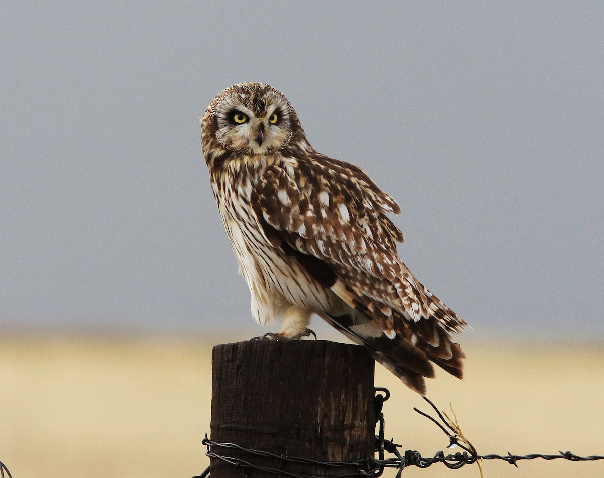 Short-eared Owl - Bill Maynard