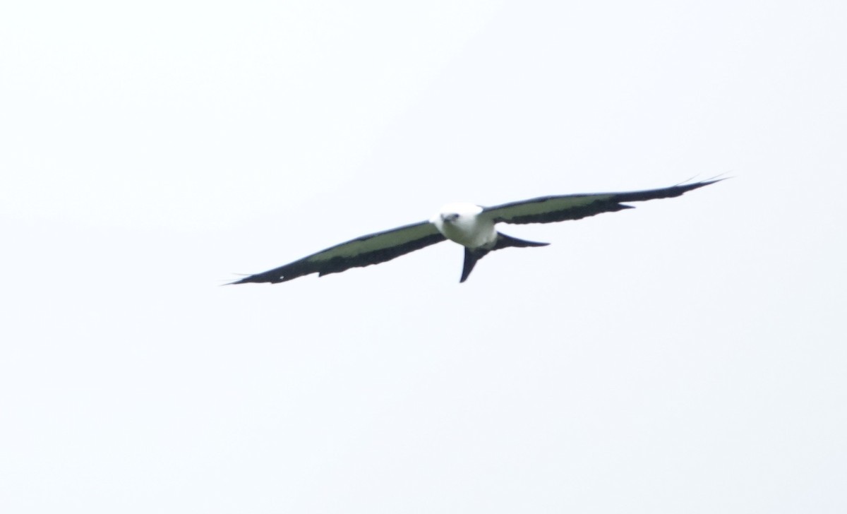 Swallow-tailed Kite - ML473558561