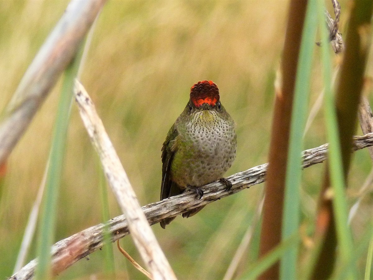 Green-backed Firecrown - ML473560211