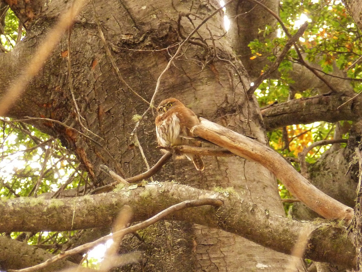 Austral Pygmy-Owl - ML473560261