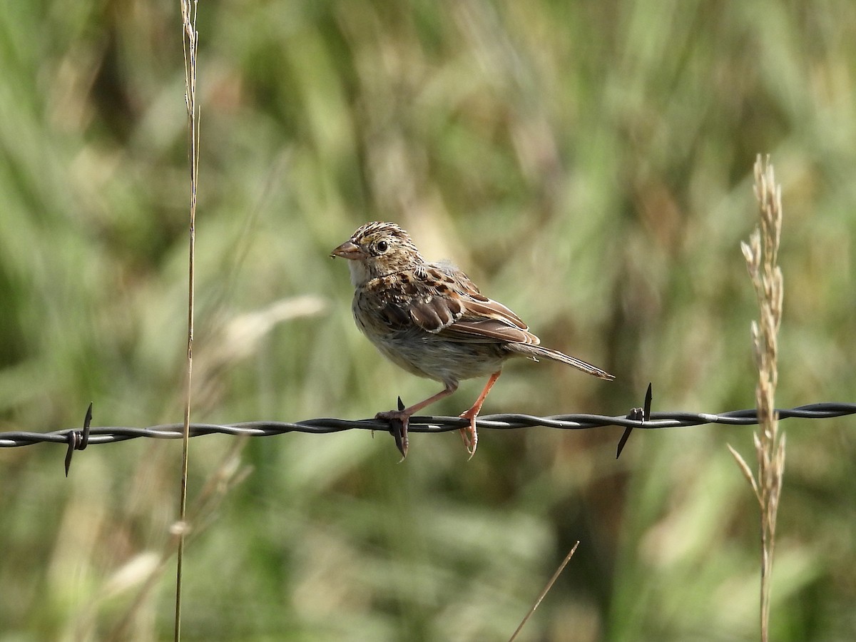 Grasshopper Sparrow - ML473565441