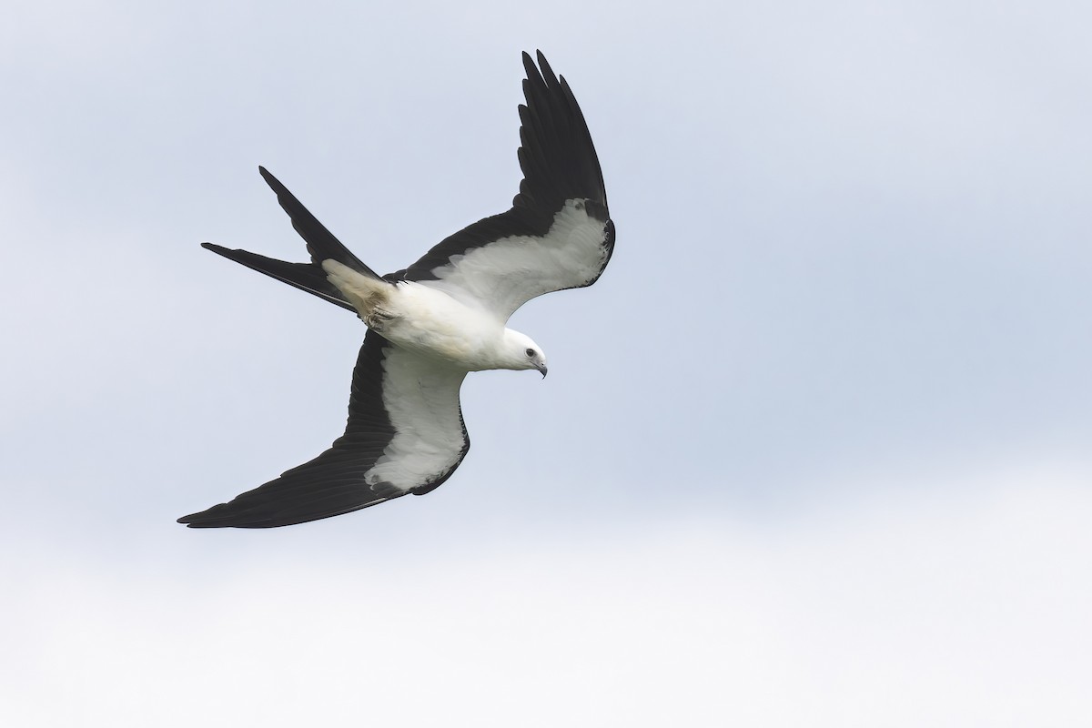Swallow-tailed Kite - ML473571561