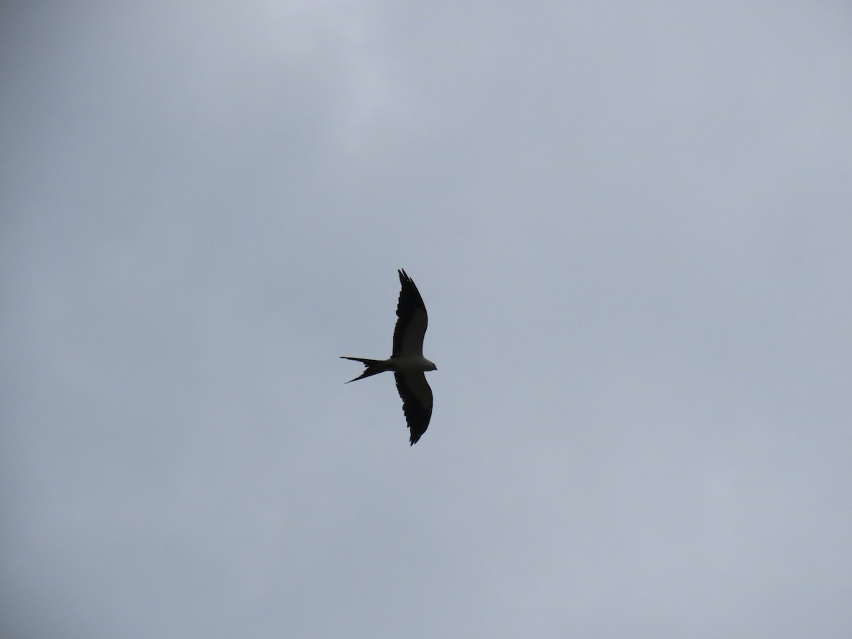 Swallow-tailed Kite - ML473571821