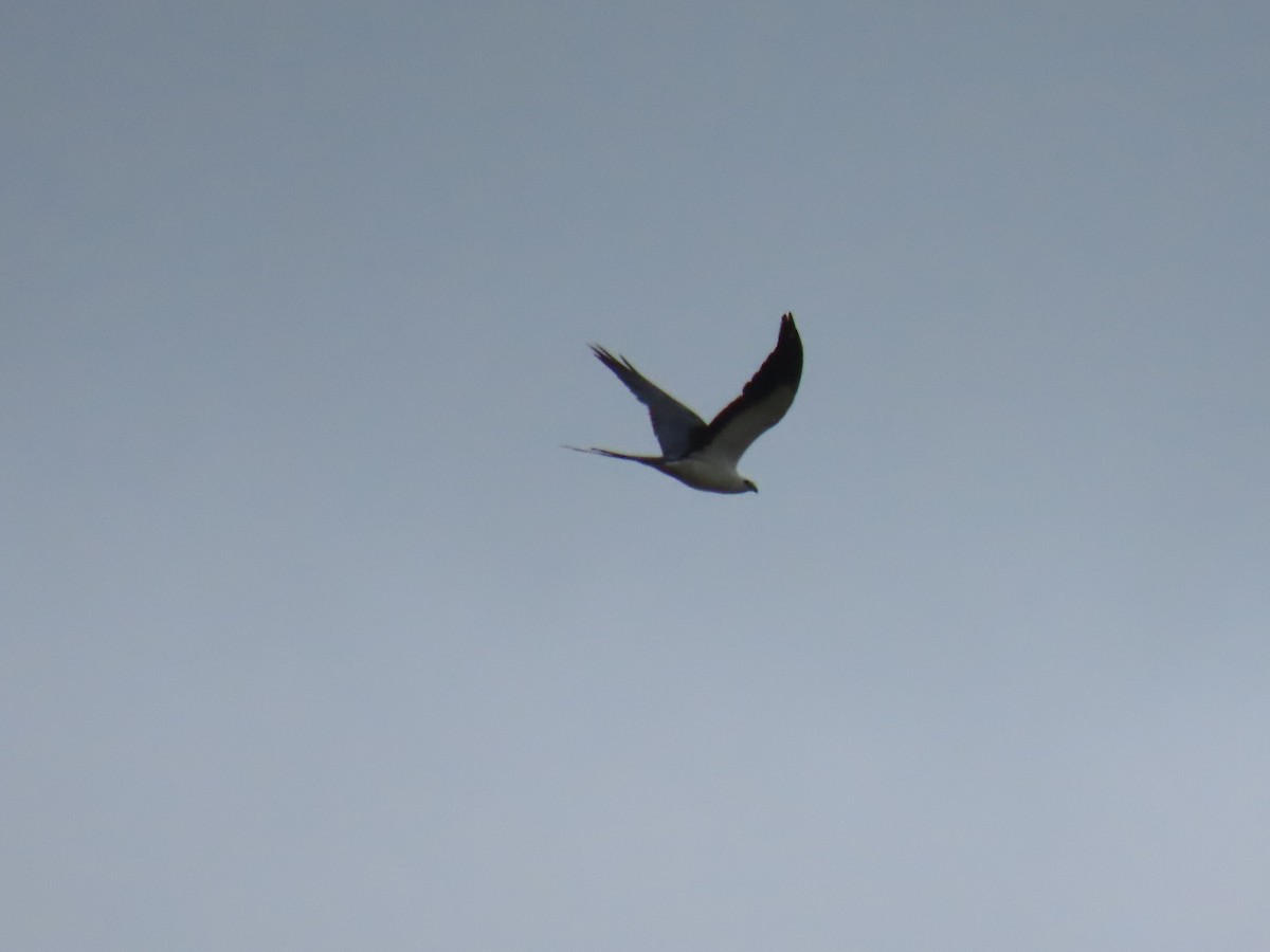 Swallow-tailed Kite - ML473571831