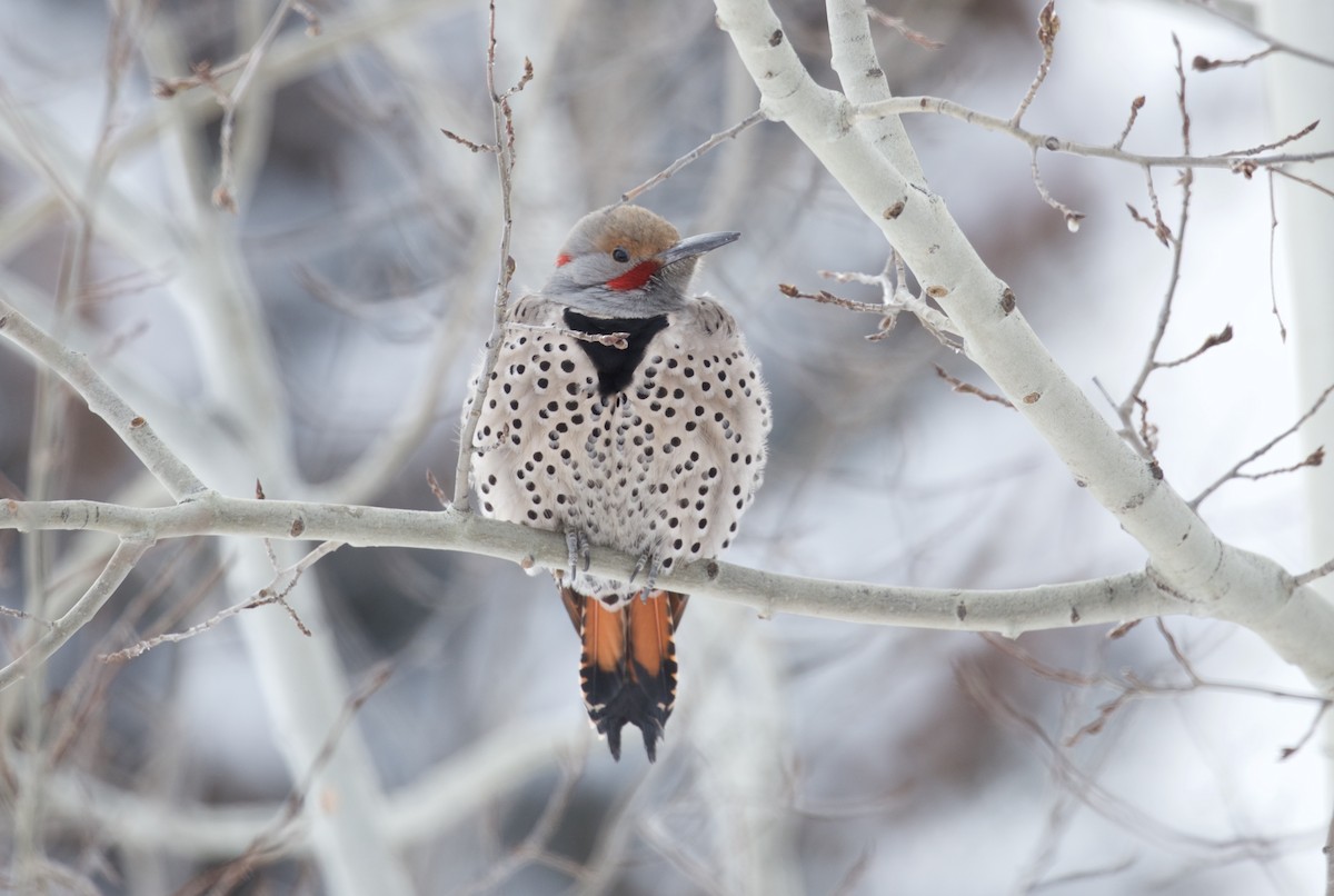 Northern Flicker (Yellow-shafted x Red-shafted) - Lou Ann Harris