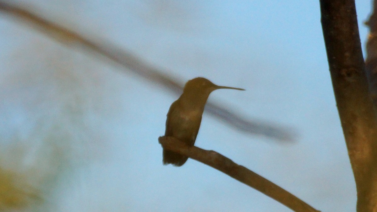 Ruby-throated Hummingbird - Skipper Anding