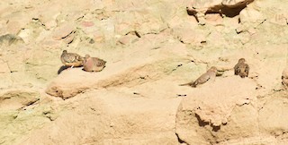 Bare-faced Ground Dove, ML473578001