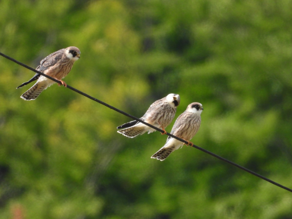 Red-footed Falcon - Martin Petra