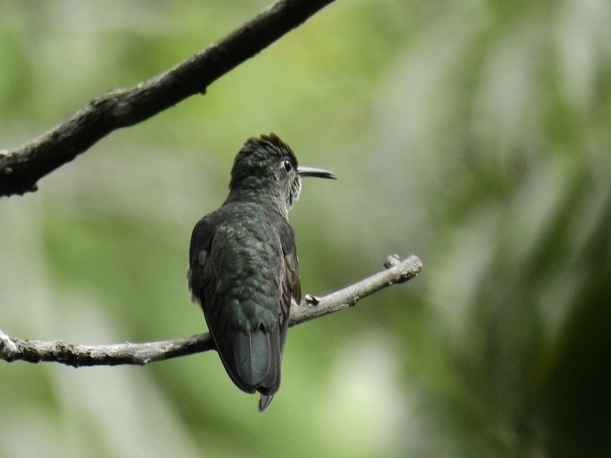 Scaly-breasted Hummingbird - Lee Jones
