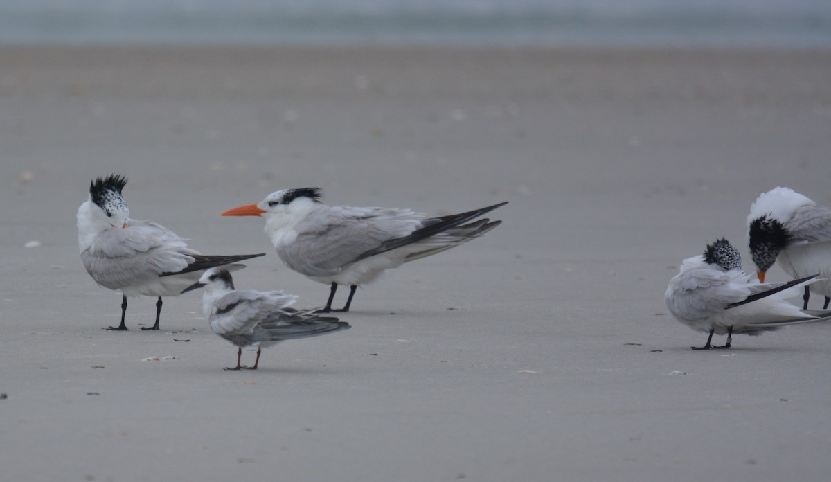 Common Tern - Jay Wherley