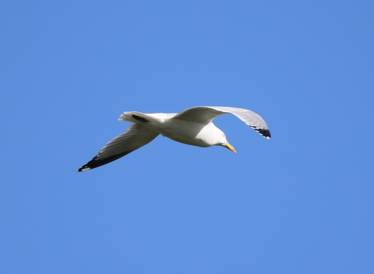 Herring Gull (European) - ML473585441