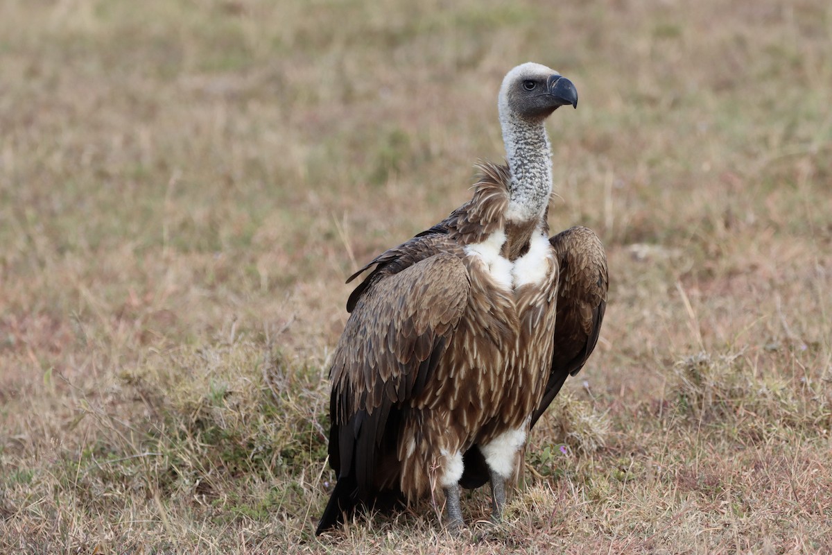 White-backed Vulture - Johannes Hogrefe