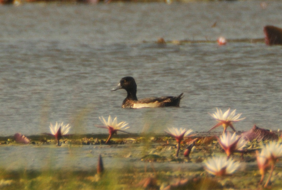 Tufted Duck - ML473586131