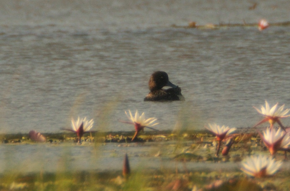 Tufted Duck - ML473586141