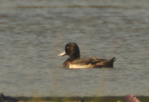 Tufted Duck - ML473586161
