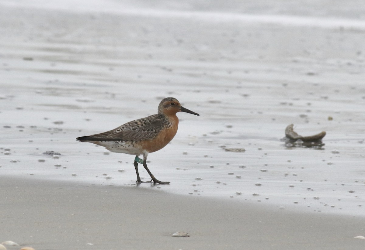Red Knot - ML473586781
