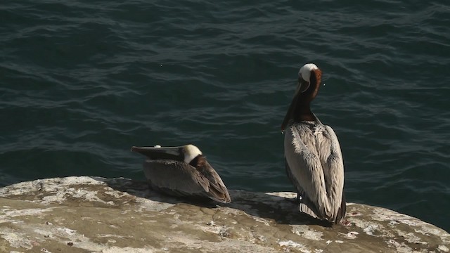 pelikán hnědý (ssp. californicus) - ML473588