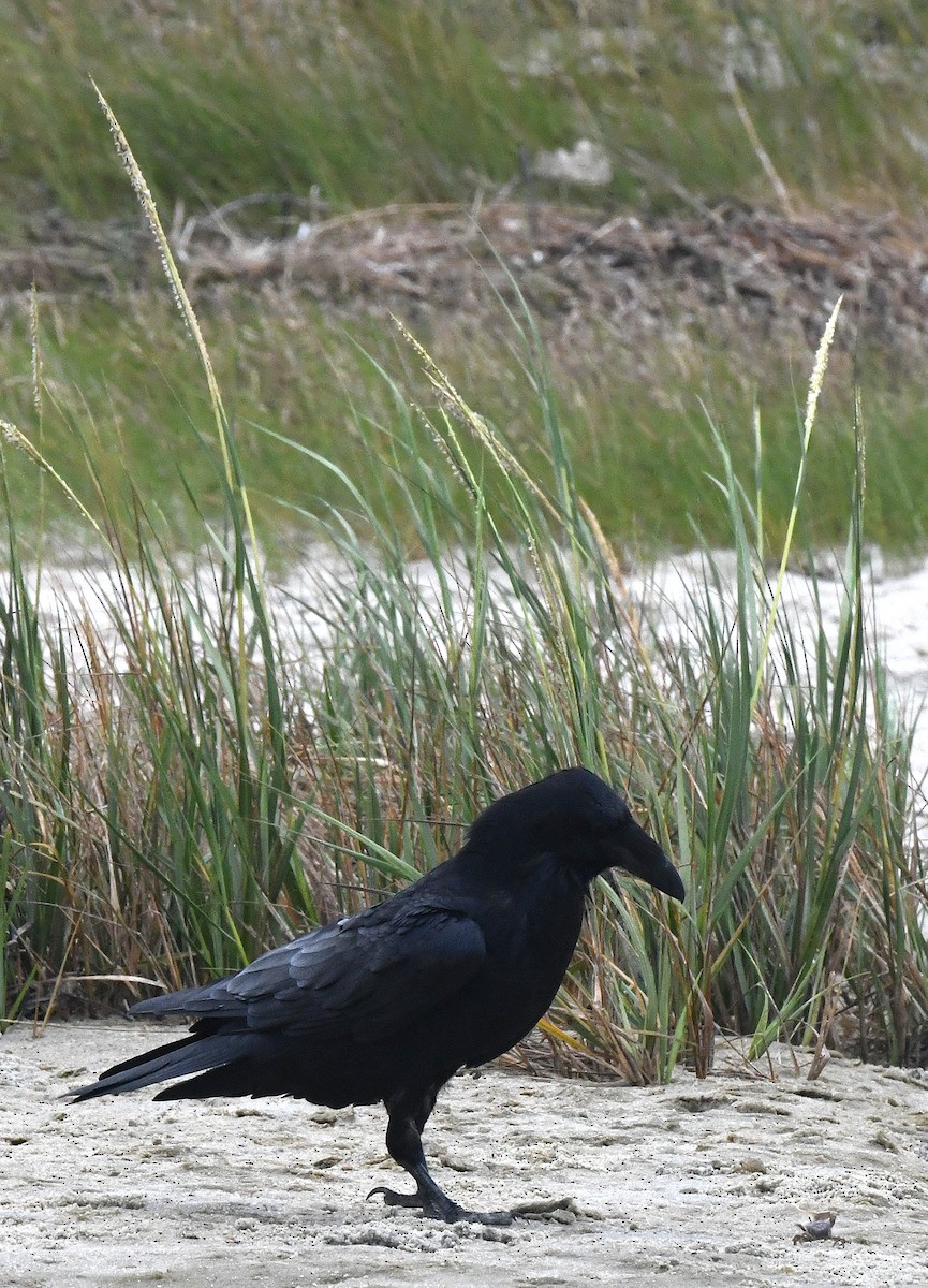 Common Raven - Frederick Atwood