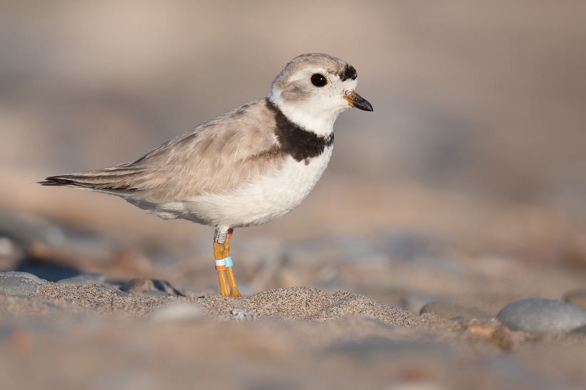 Piping Plover - ML473589201