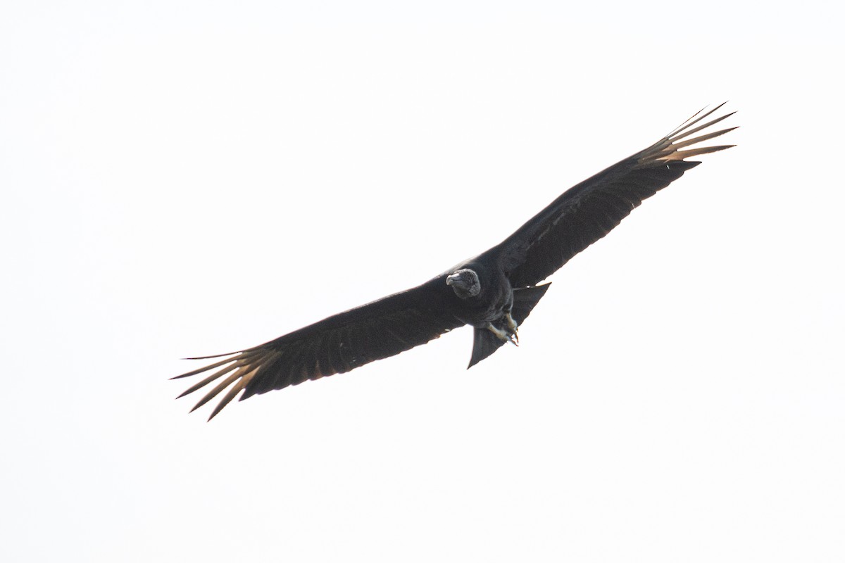Black Vulture - ML473590021