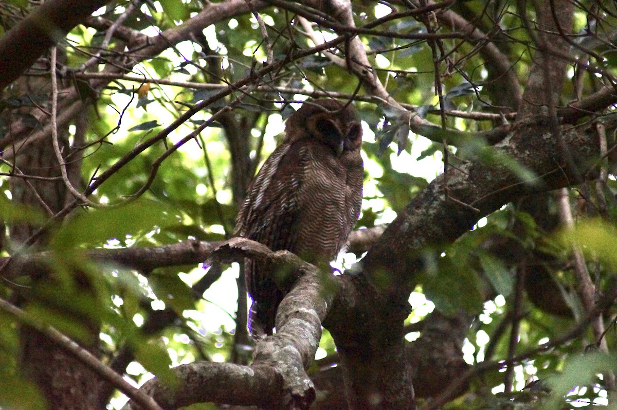 Brown Wood-Owl - ML473593341