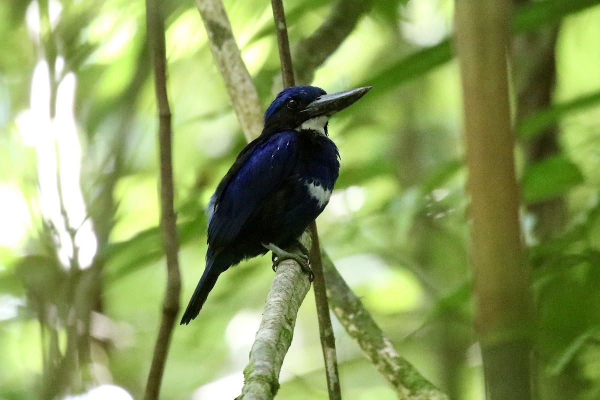 Blue-black Kingfisher - ML473593461