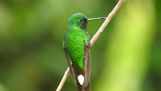 kolibřík rezavořitý - ML473593481