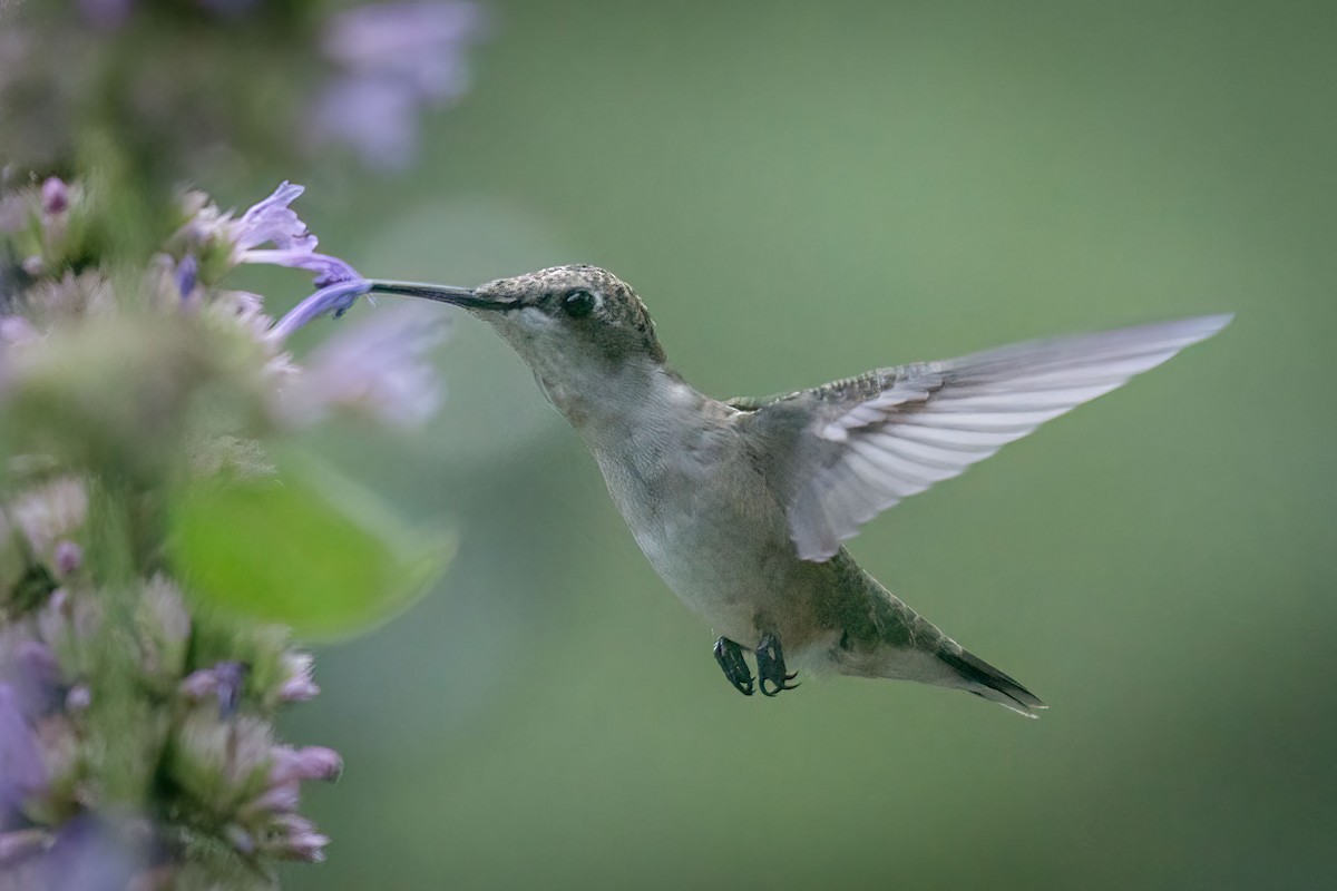 ML473594961 Ruby throated Hummingbird Macaulay Library