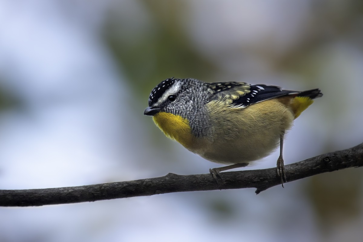 Spotted Pardalote - ML473595831