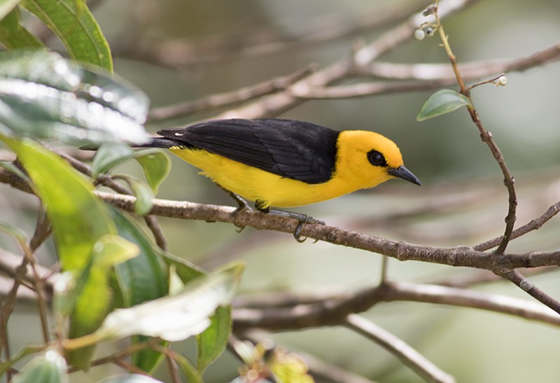 Black-and-yellow Tanager - Sam Woods