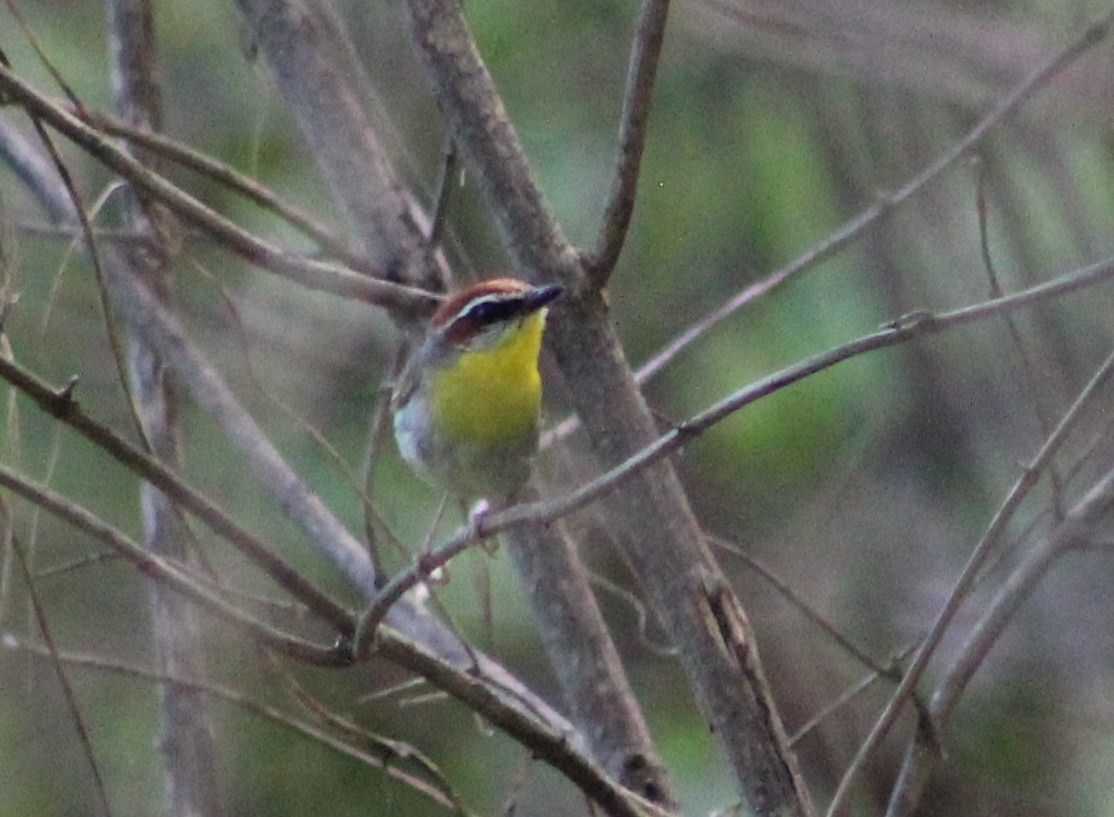 Rufous-capped Warbler - ML473604181