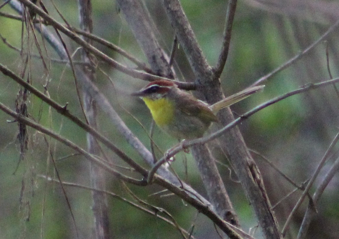 Rufous-capped Warbler - ML473604191