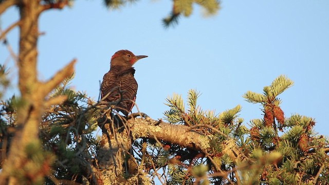 Northern Flicker (Yellow-shafted x Red-shafted) - ML473605051