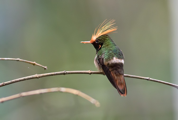 Rufous-crested Coquette - Sam Woods