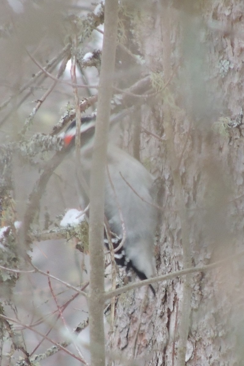 Hairy Woodpecker (Eastern) - ML47360711