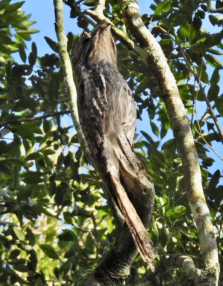 Long-tailed Potoo - Barb eastman
