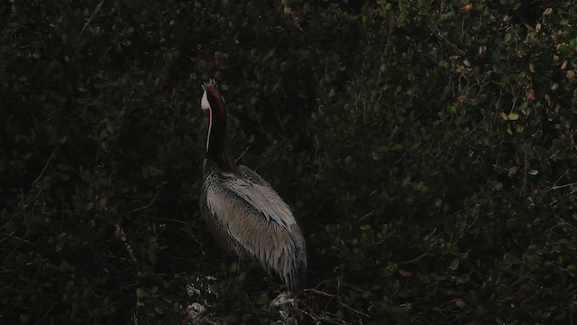 pelikán hnědý (ssp. californicus) - ML473612