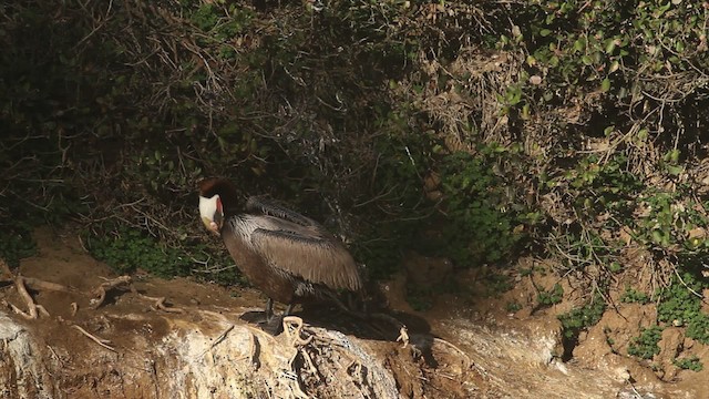 Kahverengi Pelikan (californicus) - ML473613