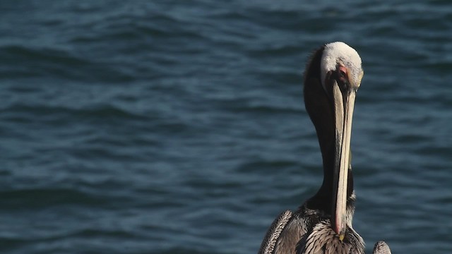 pelikán hnědý (ssp. californicus) - ML473614