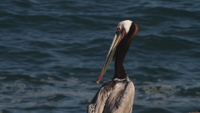 pelikán hnědý (ssp. californicus) - ML473615