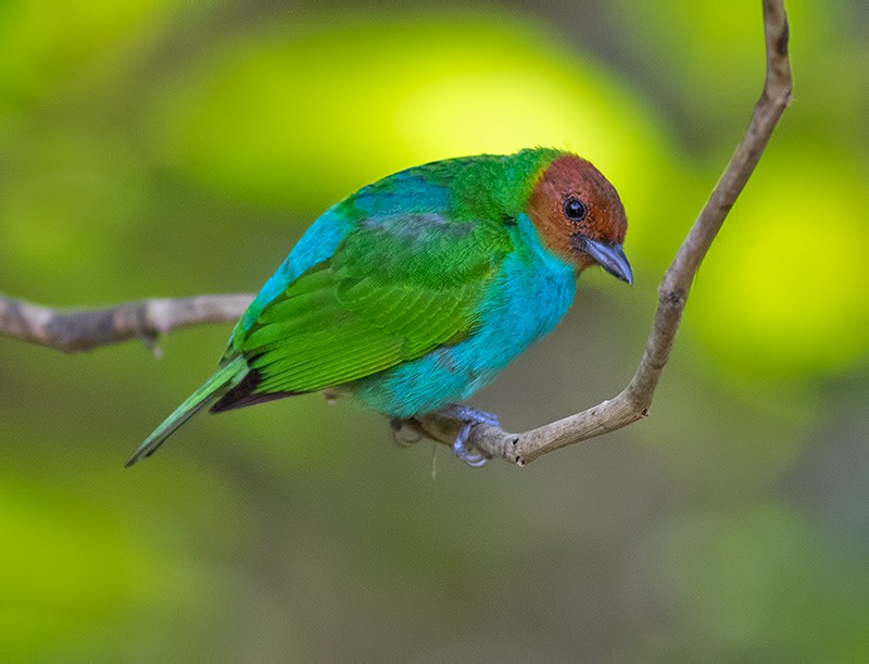 Bay-headed Tanager - ML47361581