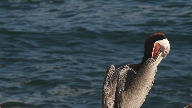 pelikán hnědý (ssp. californicus) - ML473616