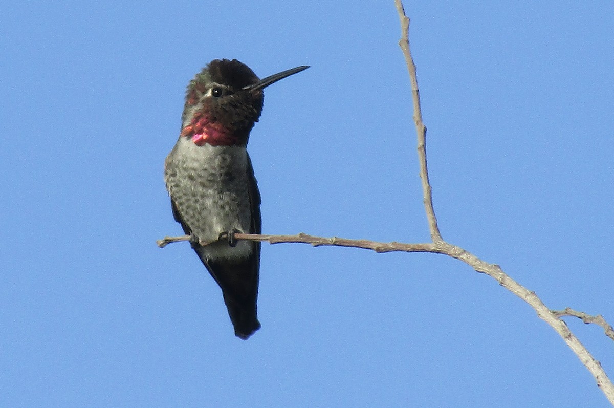 Anna's Hummingbird - ML473620881