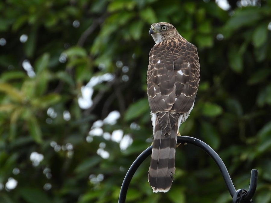 Cooper's Hawk