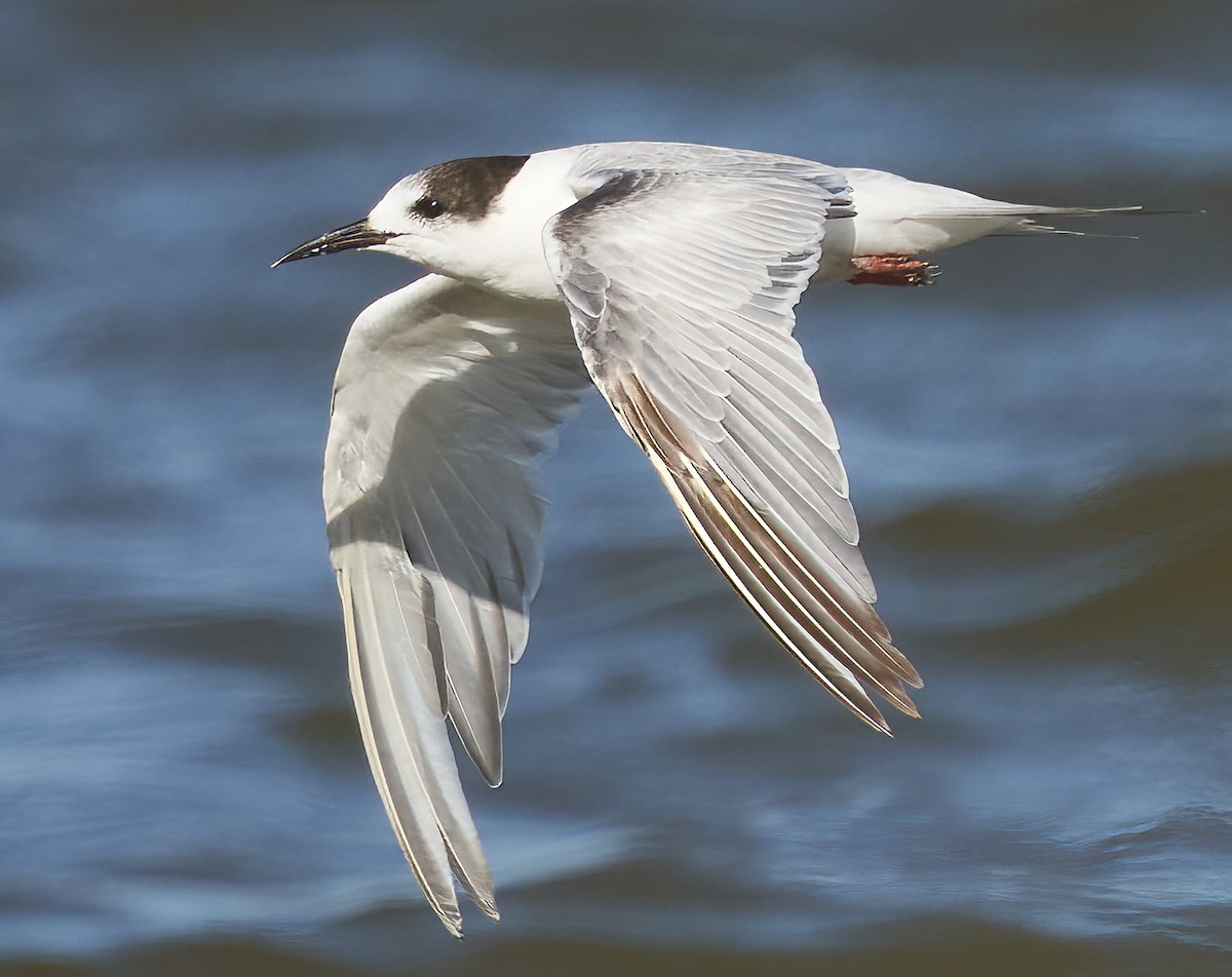 Common Tern - ML473624291