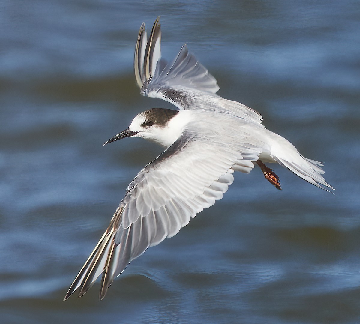 Common Tern - ML473624321