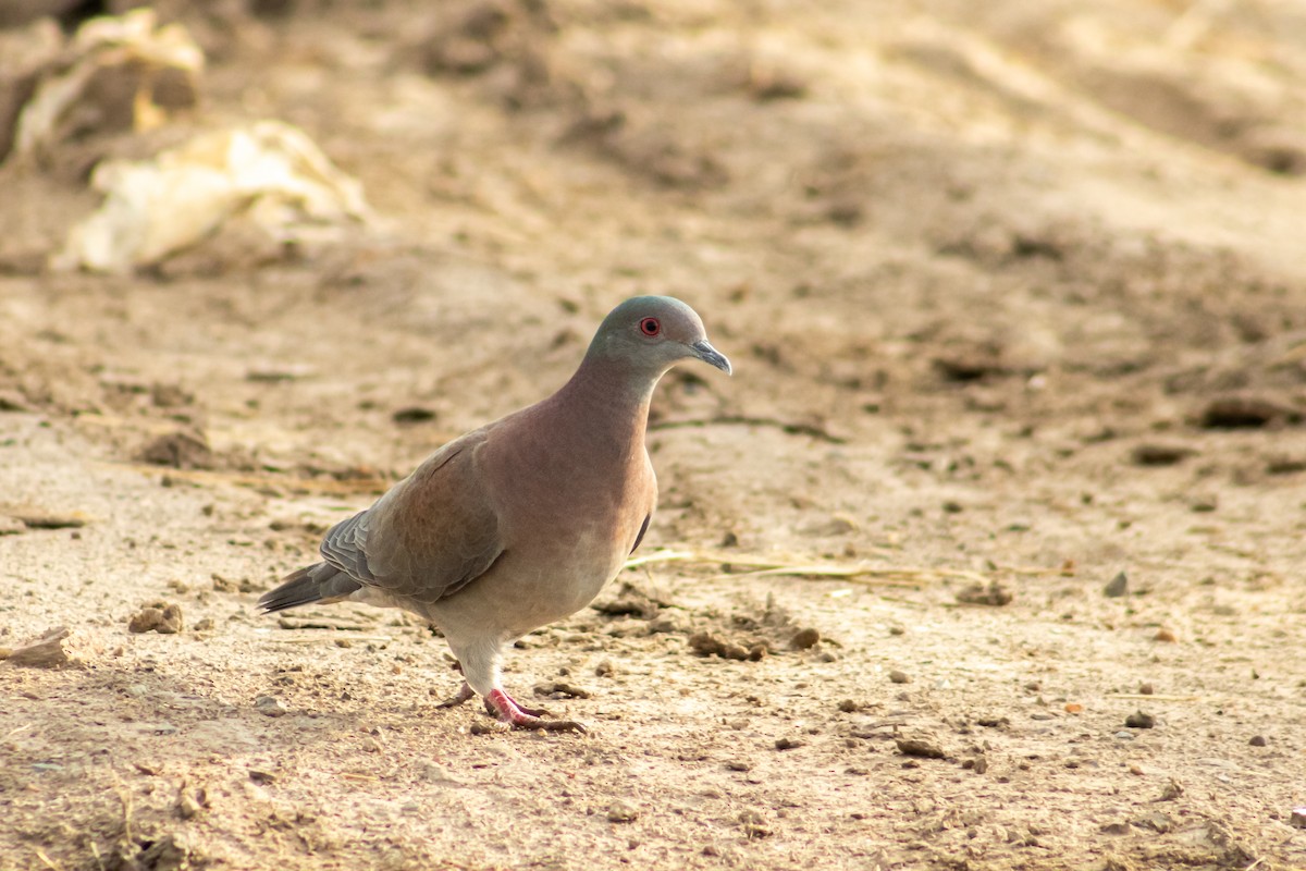 Pale-vented Pigeon - ML473625411