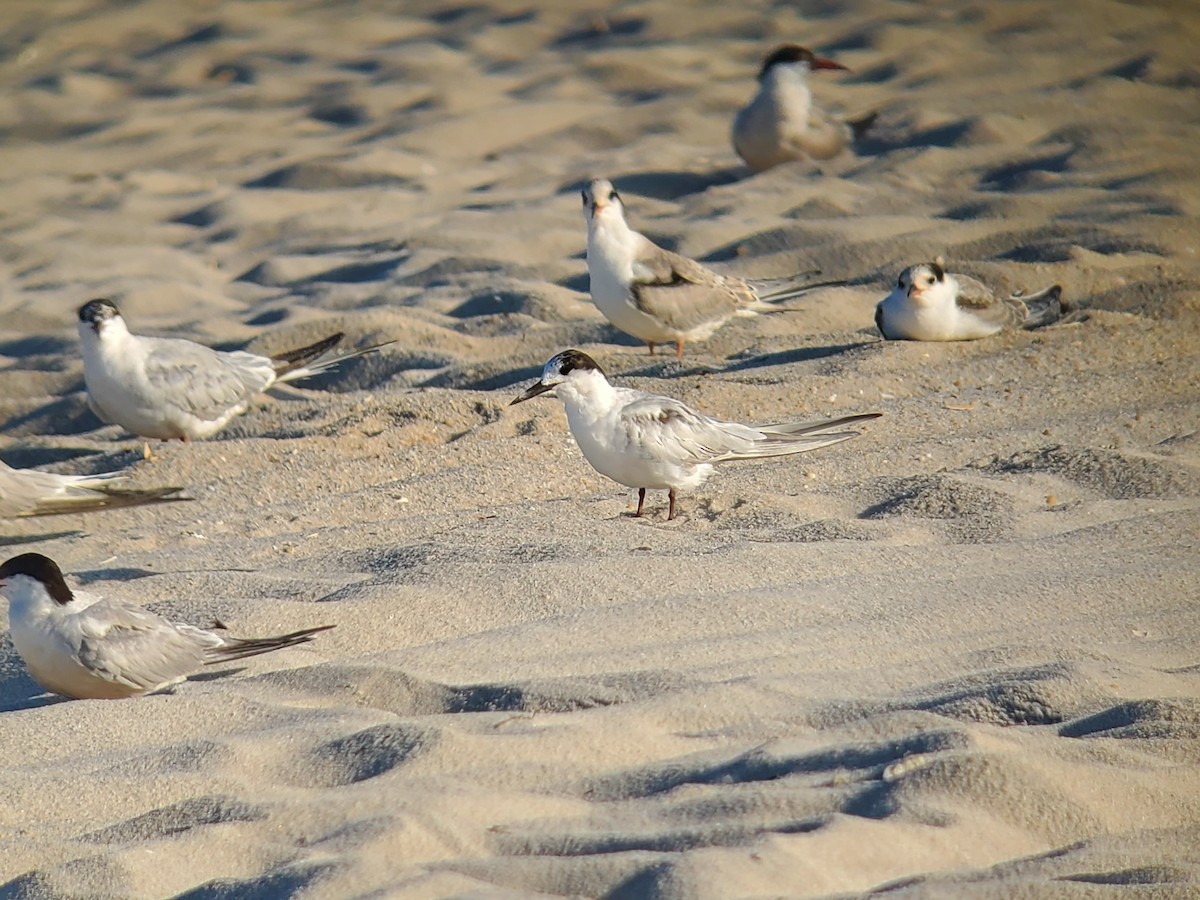 eBird Checklist 8 Aug 2022 Barnegat Light E 19th St 10 species