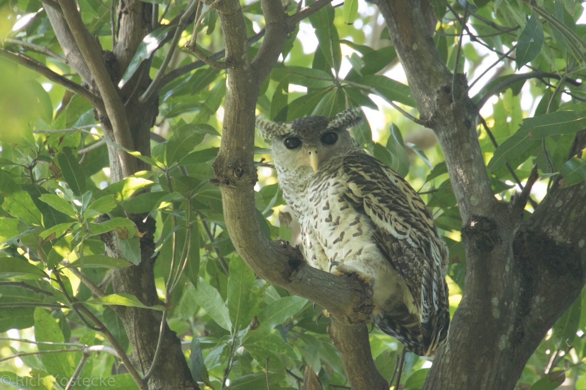 Spot-bellied Eagle-Owl - ML47363211