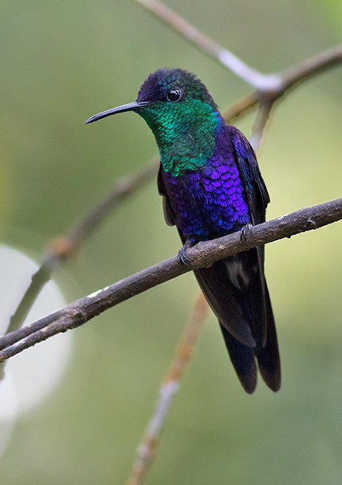 kolibřík vidloocasý - ML47363421